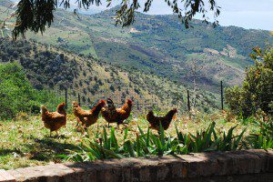 this-is-where-eggs-come-from-300x200